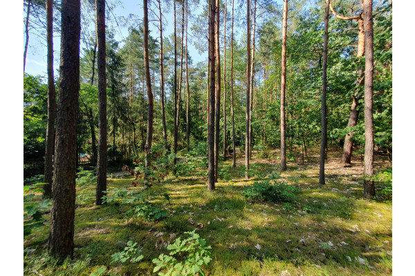 otwocki, Wiązowna, Emów, wz, projekt domu, drzewa, wakacyjny klimat- Emów