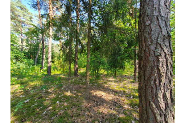 otwocki, Wiązowna, Emów, wz, projekt domu, drzewa, wakacyjny klimat- Emów