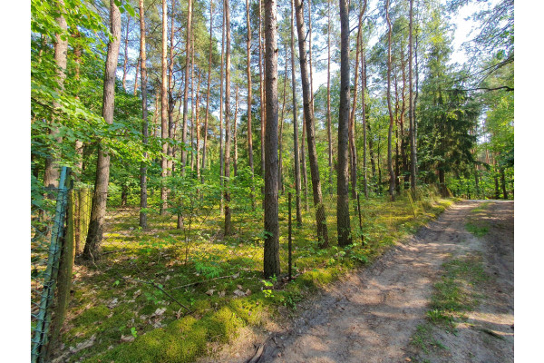 otwocki, Wiązowna, Emów, wz, projekt domu, drzewa, wakacyjny klimat- Emów