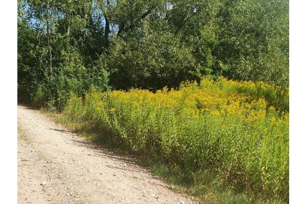 otwocki, Wiązowna, Pod osiedle, 4 do wyboru, Kącka